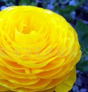 花卉种子（花毛茛）种子、种球